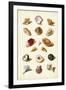 Muller Shells, Tab. VI-Gabriel Muller-Framed Art Print