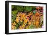 Muller Thurgau Grapes in Eastern Yakima Valley, Washington, USA-Richard Duval-Framed Photographic Print