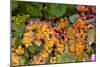 Muller Thurgau Grapes in Eastern Yakima Valley, Washington, USA-Richard Duval-Mounted Photographic Print