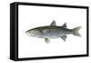 Mullet (Mugil Cephalus), Fishes-Encyclopaedia Britannica-Framed Stretched Canvas