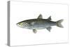 Mullet (Mugil Cephalus), Fishes-Encyclopaedia Britannica-Stretched Canvas