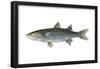 Mullet (Mugil Cephalus), Fishes-Encyclopaedia Britannica-Framed Poster