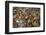 Mullik Ghat Flower Market, Kolkata (Calcutta), West Bengal, India, Asia-Bruno Morandi-Framed Photographic Print