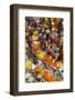 Mullik Ghat Flower Market, Kolkata (Calcutta), West Bengal, India, Asia-Bruno Morandi-Framed Photographic Print