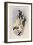 Mulsant's Wood Star, Calothorax Mulsanti-John Gould-Framed Giclee Print