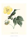 Hummingbird and Bloom I-Mulsant & Verreaux-Mounted Art Print