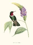Hummingbird and Bloom III-Mulsant & Verreaux-Laminated Art Print