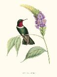 Hummingbird and Bloom III-Mulsant & Verreaux-Mounted Art Print