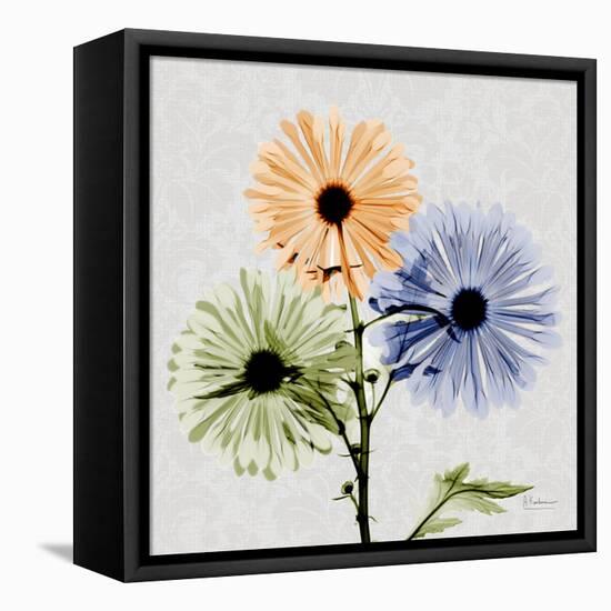 Multi Chrysanthemum-Albert Koetsier-Framed Stretched Canvas