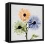 Multi Chrysanthemum-Albert Koetsier-Framed Stretched Canvas