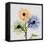 Multi Chrysanthemum-Albert Koetsier-Framed Stretched Canvas