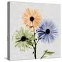 Multi Chrysanthemum-Albert Koetsier-Stretched Canvas