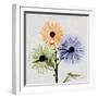 Multi Chrysanthemum-Albert Koetsier-Framed Art Print