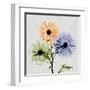 Multi Chrysanthemum-Albert Koetsier-Framed Art Print