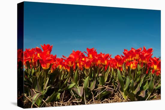 Multi Color Red Tulips in the Dutch Fields-Ivonnewierink-Stretched Canvas