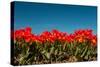 Multi Color Red Tulips in the Dutch Fields-Ivonnewierink-Stretched Canvas