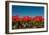 Multi Color Red Tulips in the Dutch Fields-Ivonnewierink-Framed Photographic Print