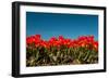 Multi Color Red Tulips in the Dutch Fields-Ivonnewierink-Framed Photographic Print