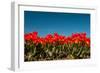 Multi Color Red Tulips in the Dutch Fields-Ivonnewierink-Framed Photographic Print