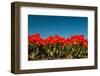 Multi Color Red Tulips in the Dutch Fields-Ivonnewierink-Framed Photographic Print