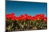 Multi Color Red Tulips in the Dutch Fields-Ivonnewierink-Mounted Photographic Print