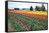 Multi Color Tulip Field-Lantern Press-Framed Stretched Canvas