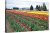 Multi Color Tulip Field-Lantern Press-Stretched Canvas