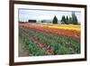 Multi Color Tulip Field-Lantern Press-Framed Art Print