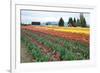 Multi Color Tulip Field-Lantern Press-Framed Premium Giclee Print