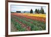 Multi Color Tulip Field-Lantern Press-Framed Premium Giclee Print