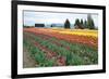 Multi Color Tulip Field-Lantern Press-Framed Premium Giclee Print