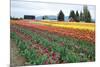 Multi Color Tulip Field-Lantern Press-Mounted Premium Giclee Print
