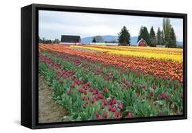 Multi Color Tulip Field-Lantern Press-Framed Stretched Canvas