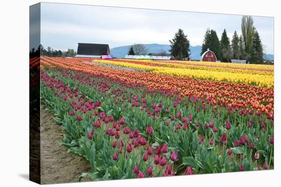 Multi Color Tulip Field-Lantern Press-Stretched Canvas