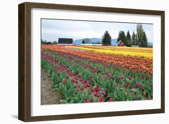 Multi Color Tulip Field-Lantern Press-Framed Art Print