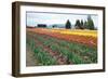 Multi Color Tulip Field-Lantern Press-Framed Art Print