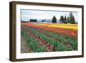 Multi Color Tulip Field-Lantern Press-Framed Art Print