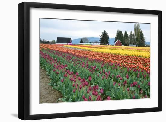 Multi Color Tulip Field-Lantern Press-Framed Art Print