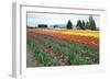 Multi Color Tulip Field-Lantern Press-Framed Art Print