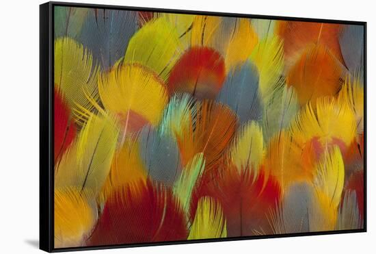 Multi-Colored Feathers from a Variety of Parrots-Darrell Gulin-Framed Stretched Canvas