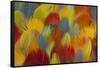 Multi-Colored Feathers from a Variety of Parrots-Darrell Gulin-Framed Stretched Canvas