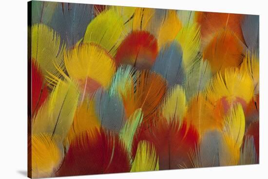 Multi-Colored Feathers from a Variety of Parrots-Darrell Gulin-Stretched Canvas