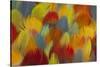 Multi-Colored Feathers from a Variety of Parrots-Darrell Gulin-Stretched Canvas
