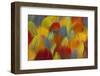 Multi-Colored Feathers from a Variety of Parrots-Darrell Gulin-Framed Photographic Print