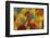 Multi-Colored Feathers from a Variety of Parrots-Darrell Gulin-Framed Photographic Print