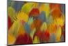 Multi-Colored Feathers from a Variety of Parrots-Darrell Gulin-Mounted Photographic Print