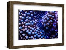 Multi Colored Ricordea Coral-harmonia101-Framed Photographic Print