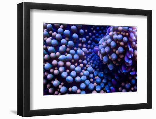 Multi Colored Ricordea Coral-harmonia101-Framed Photographic Print