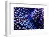 Multi Colored Ricordea Coral-harmonia101-Framed Photographic Print