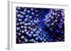 Multi Colored Ricordea Coral-harmonia101-Framed Photographic Print